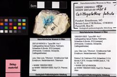 Foto (Objket + Etiketten) von Catillogalathea falcula (Robins, Feldmann, Schweitzer & Bonde, 2016) 